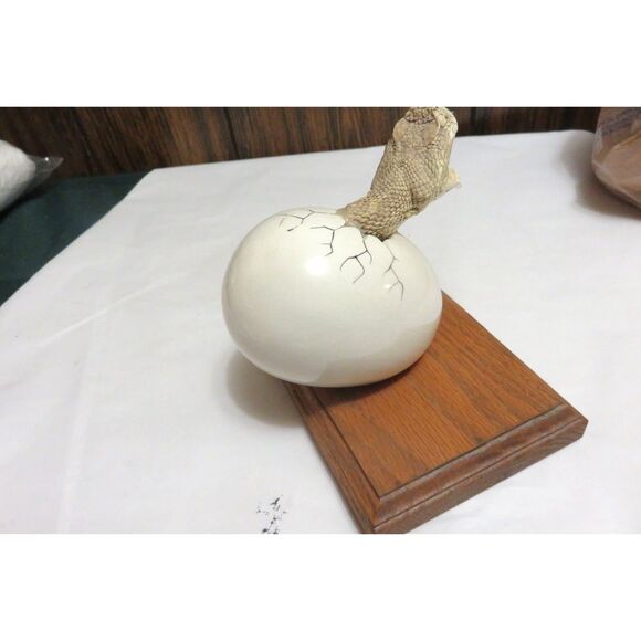 RARE VINTAGE TAXIDERMY SMALL RATTLESNAKE HEAD BURSTING OUT OF A CERAMIC EGG - Picture 7 of 7